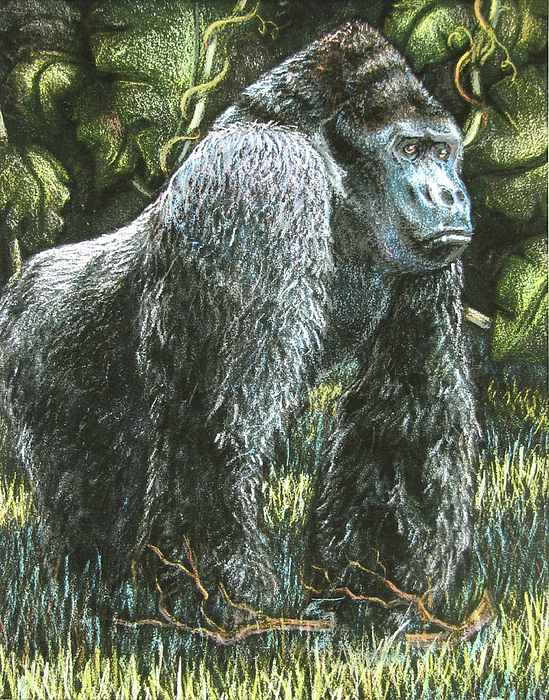 Silverback-King of the Mountain Mist by Beverly Fuqua Silverback-King of the Mountain Mist by Beverly Fuqua